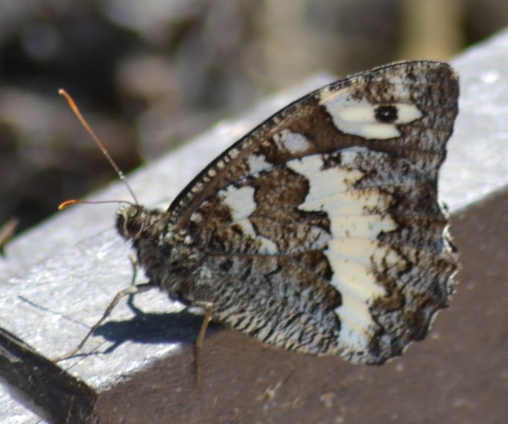 Brintesia circe ? (127)